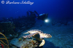 Diver and Turtle at the Wreck of the Rhone by Barbara Schilling 